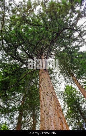 Center Parcs Longleat Forest Warminster - riesigen Redwoods sequoiadendron giganteum, die in den 1850er Jahren durch den Marquis von Bath gepflanzt wurden Stockfoto