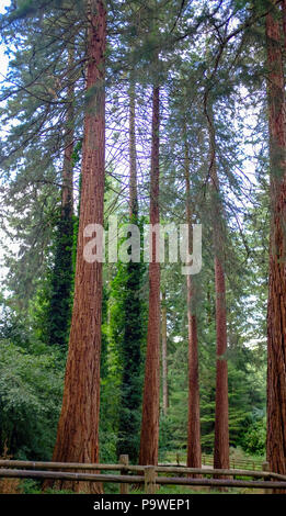 Center Parcs Longleat Forest Warminster - riesigen Redwoods sequoiadendron giganteum, die in den 1850er Jahren durch den Marquis von Bath gepflanzt wurden Stockfoto