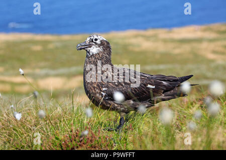Gull-mantelmöwe (Eulen skua), noch in den Kinderschuhen steckenden jungen Vogel, Insel Runde, Norwegen Stockfoto
