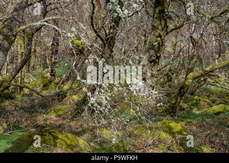 Moose und Flechten, auf Bäumen in das feuchte Klima von Snowdonia, North Wales. Wald in der Nähe von Coedty Reservoir, Dolgarrog, Conwy. Stockfoto