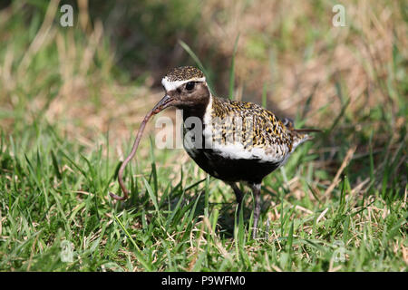 Europäische Goldregenpfeifer (Pluvialis apricaria) mit erfassten Regenwurm (Lumbricus terrestris), Lappland, Schweden Stockfoto