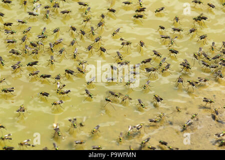 Grüne langbeinige fliegt (Poecilobothrus nobilitatus), Nahrungssuche auf die Wasseroberfläche eine Pfütze, Allgäu, Bayern, Deutschland Stockfoto