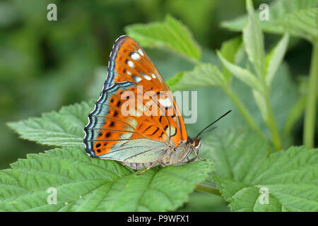 Pappel Admiral (Limenitis populi) sitzen auf Blatt, Siegerland, NRW, Deutschland Stockfoto