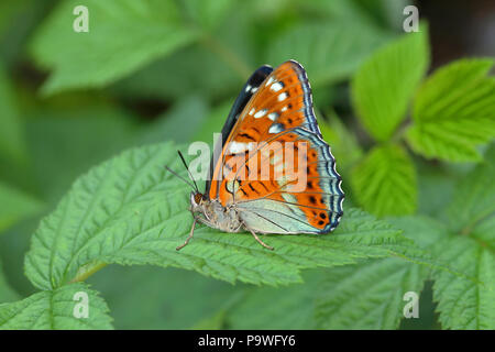 Pappel Admiral (Limenitis populi) sitzt auf Blatt, Siegerland, NRW, Deutschland Stockfoto