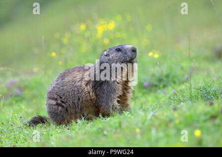 Alpine Murmeltier (Marmota marmota), Erwachsener, sitzen auf einer Wiese, Region Schladming-Dachstein, Steiermark, Österreich Stockfoto