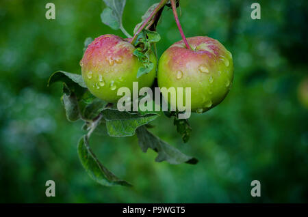 Zwei saftig rot grüne Äpfel Hängen an einem Baum im Garten mit Blättern mit Wassertropfen nach Regen bedeckt. Stockfoto