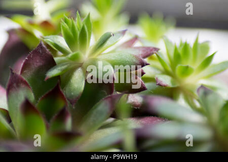 Helle, farbenfrohe, grün und violett, saftigen closeup Schuß an einem sonnigen Tag Stockfoto