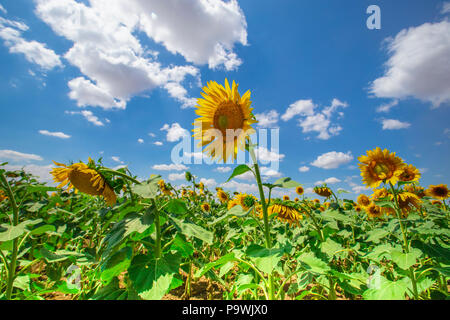 Sonnenblumenfeld über blauen Wolkenhimmel Stockfoto