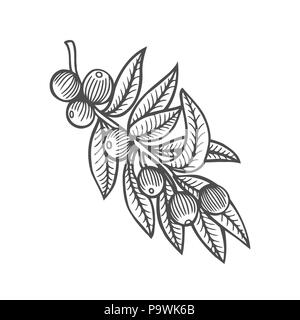 Wald Baum Ast mit Blätter, wilde Beeren. Vektor. Hand gezeichneten Kunstwerke. Skizze. Malbuch Seite für Erwachsene. Böhmen Konzept für Karten, Tickets, br Stock Vektor