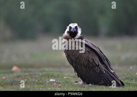 Junge Cinereous Geier (Aegypius monachus), Extremadura, Spanien Stockfoto