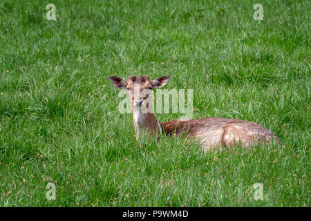 Damwild (Dama Dama), Weibliche Damwild auf einer Wiese Stockfoto