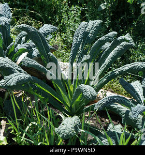 Grünkohl Kohl. Toskanische kale oder schwarz Kale auf der Anlage. Winter Kohl auch als italienische Kale oder lacinato Wachstum in der Zeile bekannt. Ogranic Kohl Mittelmeer g Stockfoto