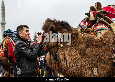 Balikesir, Thraki Net - Türkei - März 01, 2015: Kamele wartet in Thraki Net Kamel wrestling Festival Stockfoto