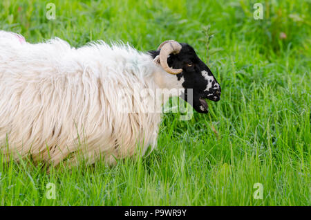 Scottish Blackface Schaf, Ovis Aries, Essen lange Gras in Großbritannien Stockfoto