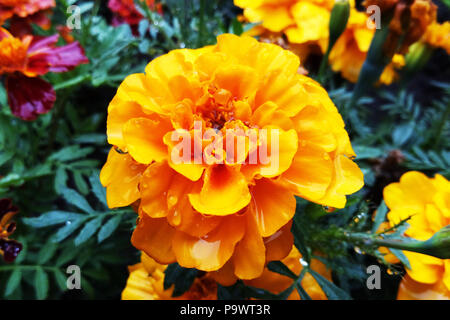 Blumen Tagetes Patula Ringelblume im Garten im Sommer Stockfoto