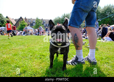 Neugierig Französische Bulldogge mit Eigentümer im Village Dog Show Stockfoto