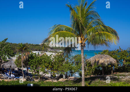 Palmenparadies Baum Stockfoto