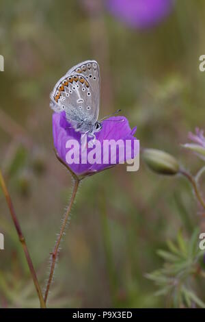 Geranium Argus, Eumedonia eumedon, Unterseite Stockfoto