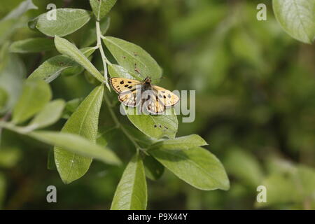 Northern Chequered Skipper, Carterocephalus silvicola, männlich Stockfoto