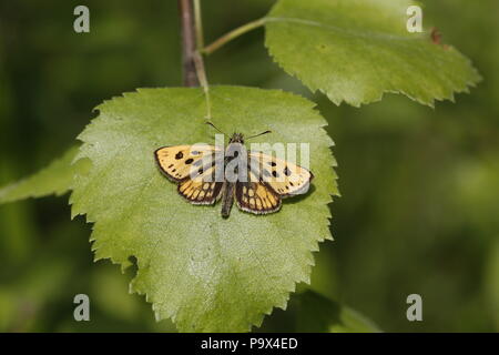 Northern Chequered Skipper, Carterocephalus silvicola, männlich Stockfoto