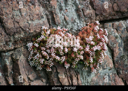 Englisch Fetthenne (Sedum anglicum) auf Sea Cliff Stockfoto