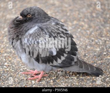 Wilde Taube (Columba livia domestica) im Westen See zum Bootfahren, Victoria Park, London, UK. Stockfoto