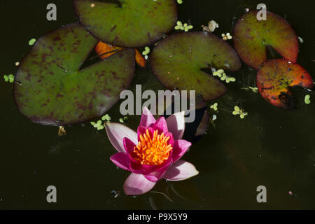 Zwerg Seerose (Nymphaea Pygmaea Rubra) Stockfoto