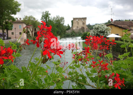 Selektiver Fokus auf Geranien in Borghetto, Italien Stockfoto