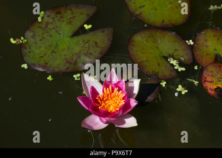 Zwerg Seerose (Nymphaea Pygmaea Rubra) Stockfoto