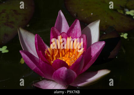 Zwerg Seerose (Nymphaea Pygmaea Rubra) Stockfoto