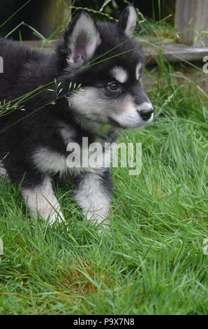 Wirklich süße schwarze und weiße alusky Welpe Hund spielen. Stockfoto