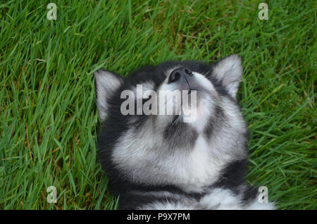 Baby alusky Welpe sein Heulen üben auf seinem Rücken. Stockfoto