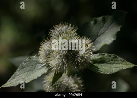 Die Klette des aka Bettler Tasten (Arctium Lappa) Stockfoto