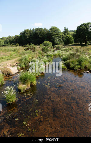 East Dart River bei Postbridge, Dartmoor, Devon, England, Großbritannien Stockfoto