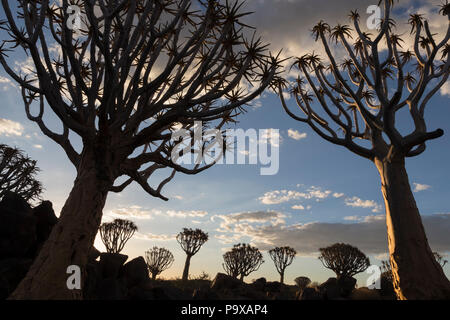 Köcherbäume in der Dämmerung (köcherbaum) (Aloidendron dichotomum, früher Aloe dichotoma), Köcherbaumwald, Keetmanshoop, Namibia Stockfoto