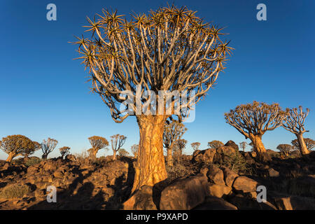 Köcherbäume (köcherbaum) (Aloidendron dichotomum, früher Aloe dichotoma), Köcherbaumwald, Keetmanshoop, Namibia, Stockfoto