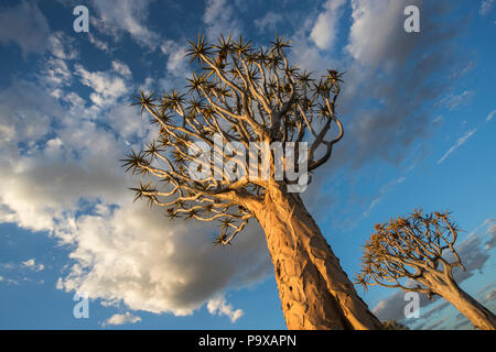 Köcherbäume (köcherbaum) (Aloidendron dichotomum, früher Aloe dichotoma), Köcherbaumwald, Keetmanshoop, Namibia, Stockfoto