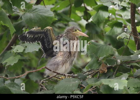 Juvenile Green Heron Küken in Baum in der Nähe von Nest Stockfoto