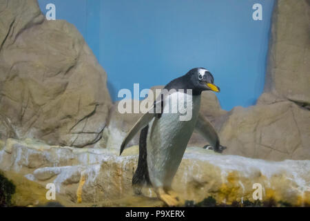 Pinguin auf den Felsen Stockfoto