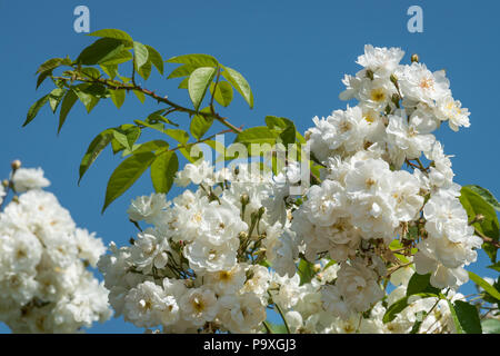 Blüten der Weißen rambler Rose an einem sonnigen Tag im Frühjahr, blauen Himmel im Hintergrund Stockfoto