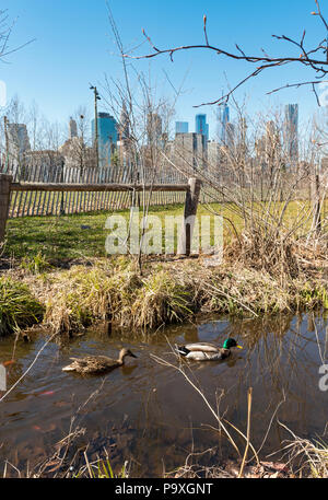 Enten auf einem Teich an der Brooklyn Bridge Park, New York City, USA Stockfoto
