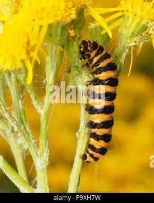 Zinnober motte Caterpillar (Tyria jacobaeae) Fütterung auf seine foodplant Ragwort. Tipperary, Irland Stockfoto