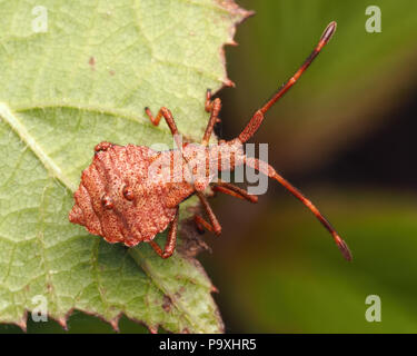 Dock Bug Nymphe (Coreus Marginatus) dorsalansicht am Rande von dornbusch Blatt, Tipperary, Irland Stockfoto