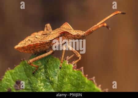 Dock Bug Nymphe (Coreus Marginatus) am Rande von dornbusch Blatt thront. Tipperary, Irland Stockfoto