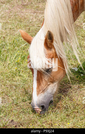 Leiter einer Haflinger pony Beweidung in einem Feld in der Bretagne Stockfoto