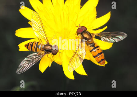 Männliche und weibliche Episyrphus balteatus Schwebfliegen Fütterung auf Blume. Tipperary, Irland Stockfoto