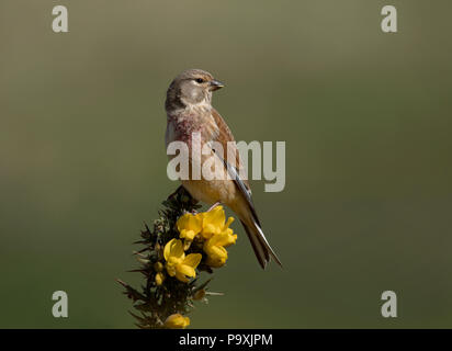 Hänfling, Carduelis cannabina, einzelne männliche auf ginster Bush, Northumberland, Großbritannien Stockfoto