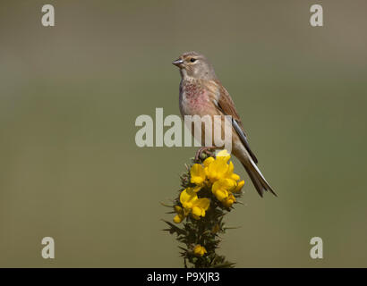 Hänfling, Carduelis cannabina, einzelne männliche auf ginster Bush, Northumberland, Großbritannien Stockfoto