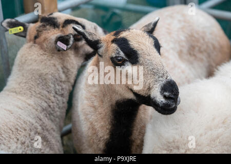 Ovis aries. Dachs Gesicht walisischen Bergschafe auf der Ausstellung auf einer landwirtschaftlichen Show. VEREINIGTES KÖNIGREICH Stockfoto