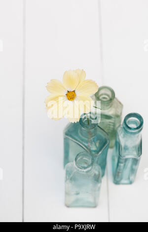 Cosmos xanthos/Mexikanischen Aster Blume in einem vintage Glasflasche auf weißem Hintergrund Stockfoto